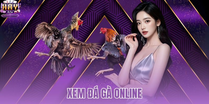 Xem Đá Gà Online Thomo Full HD - Tặng 50K Từ HAYWIN 2 Xem đá gà online